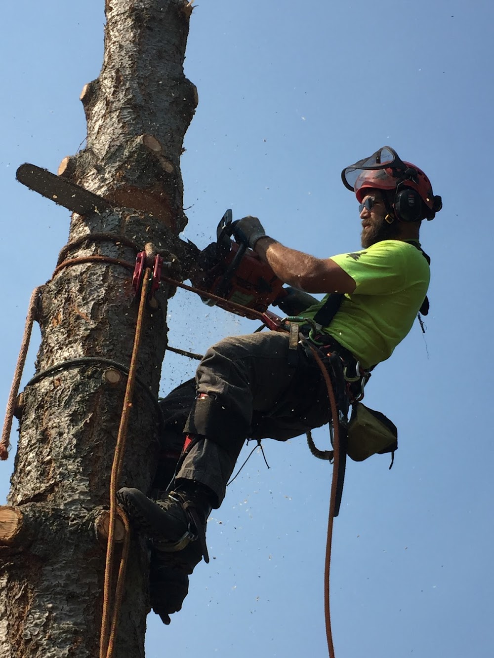 Spokane Tree Pro